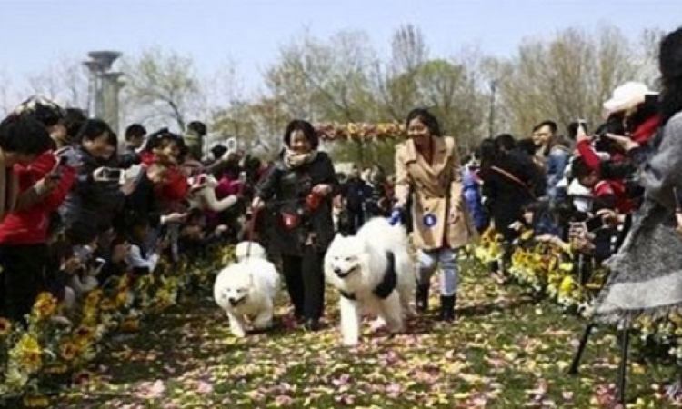 بالصور .. أول حفل زفاف جماعى للكلاب فى الصين