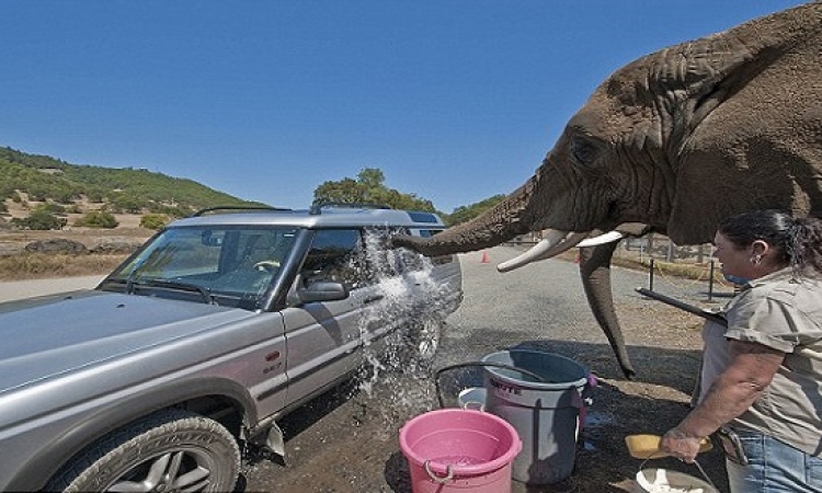 أفيال تقوم بغسيل السيارات مقابل 20 دولار
