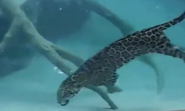 بالفيديو.. نمر يتقمص دور السمكة ويغطس تحت الماء