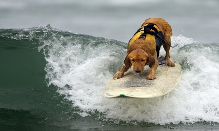 بالفيديو .. كلاب تركب الأمواج باحتراف