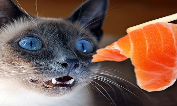 قطة تكشف عن سم داخل وجبة سمك كان من نصيب أحد أفراد الشرطة !!