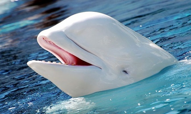 هل نودع أحد صغار الحوت الأبيض النادر فى جورجيا؟
