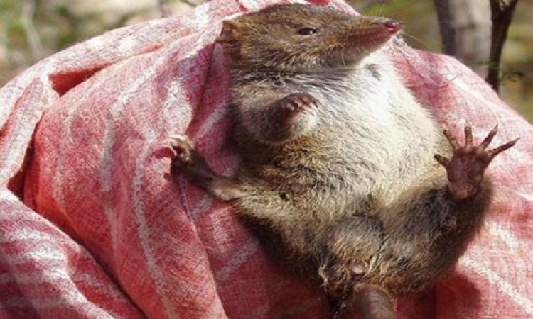 فئران مهددة للإنقراض مع انها تتزاوج 14 ساعة يوميًا !!