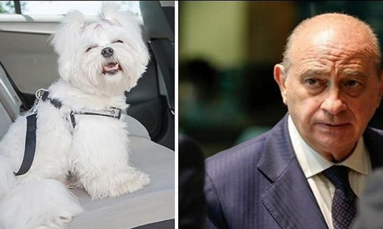 وزير الداخلية الإسبانى تحت طائلة الاستجواب البرلمانى بسبب كلبته