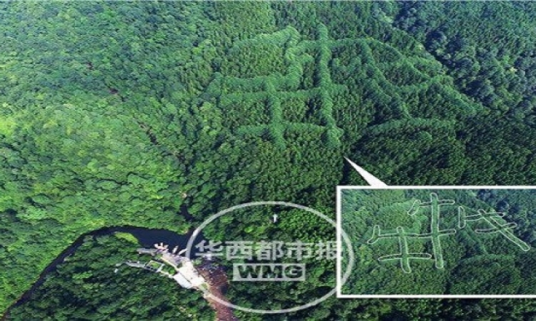 بالصور.. لغز ظهور كتابات صينية على نباتات جبلية فى سيتشوان