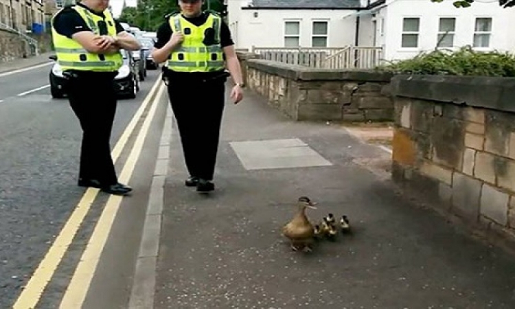 بالفيديو.. الشرطة فى خدمة البط فى اسكتلندا