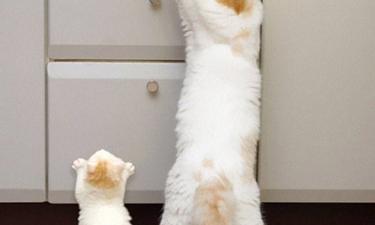 الامومة لا توصف لقطات طريفة تُظهر القطط الأم مع صغارها