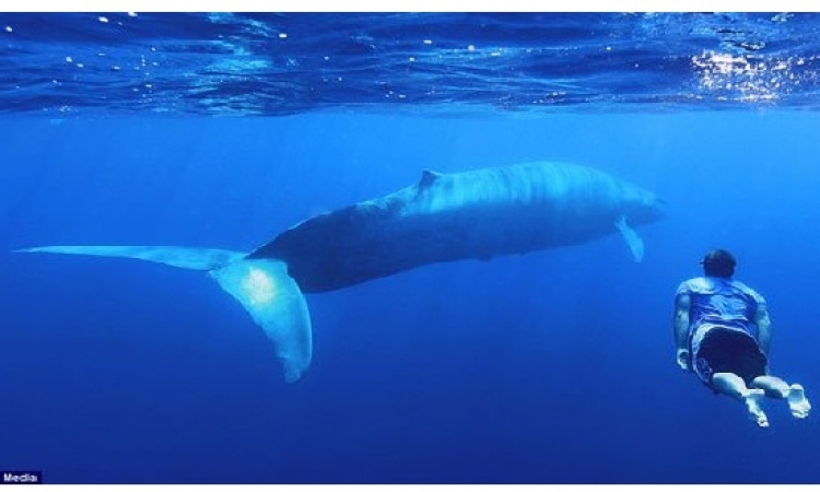 بالصور .. شاب يحقق حلم حياته بالسباحة بجوار الحيتان الزرقاء