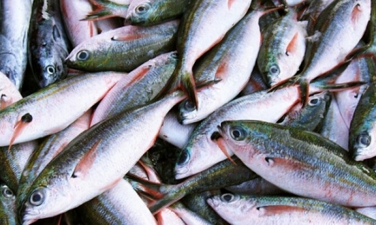 الأسماك إحدى المواد الغذائية المفيدة للإنسان