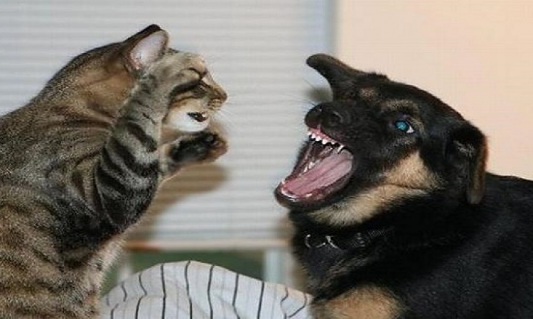 أصل العداء بين القطط والكلاب