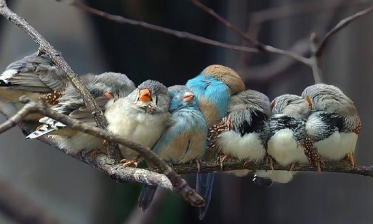 بالصور .. ابتسم مع تجمعات الطيور وهما جنب بعض .. أسرة مع بعضينا!!