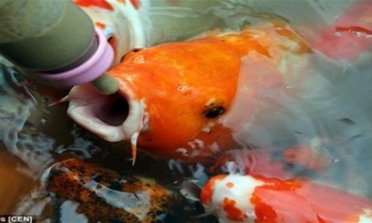 منتزة صينى يسمح لزواره بإرضاع الأسماك !!