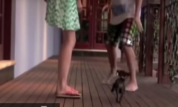 بالفيديو.. كلب ظريف يدافع عن صديقته ضد اخوها