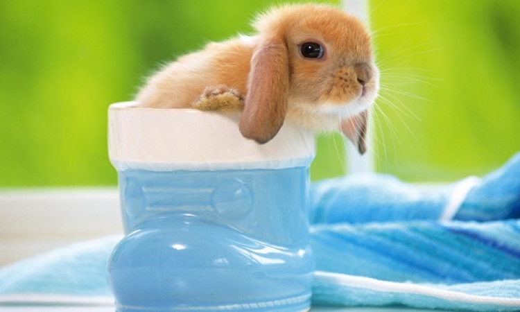 صور طريفة للـ Mini أرانب فى الاحتفال بيومها العالمى .. ده ايه الاحجام دى !!