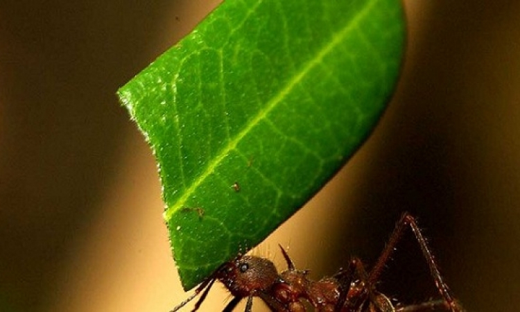 ماذا تفعل النملة عندما تعلم بقرب موتها