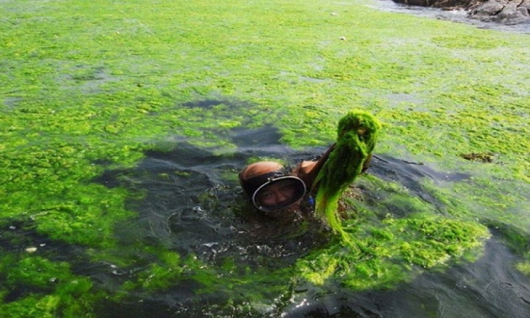 علماء أمريكيون: الطحالب يمكنها تنظيف مياه الصرف الصحى والصناعى