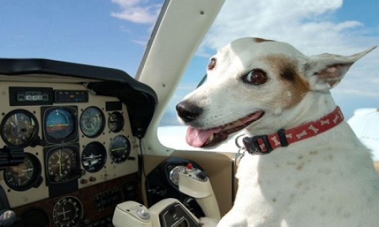 طائرة تهبط هبوط اضطراريا لإنقاذ حياة كلب