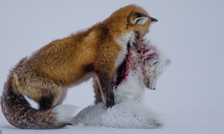 شاهد الصور الفائزة بمسابقة الحياة البرية 2015