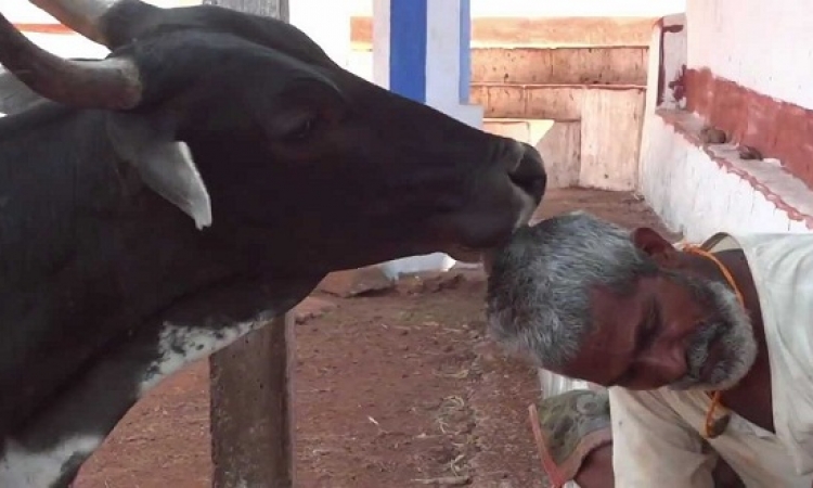 مقتل مسلم بالهند بسبب تهريبه للأبقار