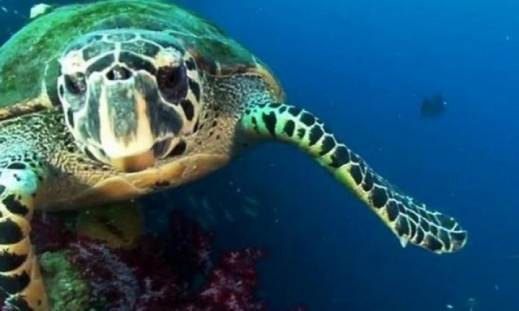 مادة البلاستيك تهدد السلاحف البحرية بالانقراض