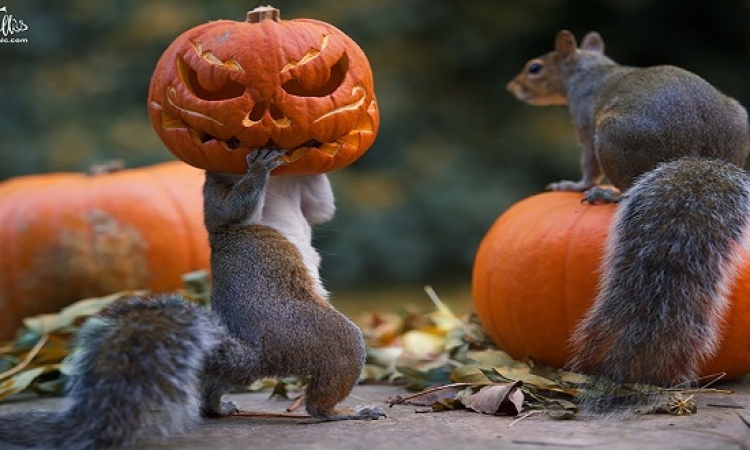 بالصور .. الحيوانات تودع الخريف وتحتفل بالهالوين