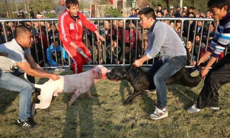بالصور .. مصارعة الكلاب فى الصين .. بيقطعوا بعض !!