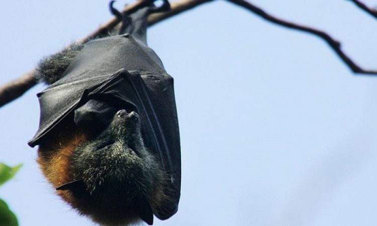 اكتشاف السر وراء نوم الخفافيش مقلوبة الرأس