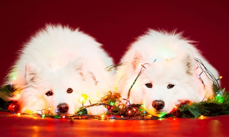 بالصور .. تزيين الكلاب فى عيد الميلاد : ستكونين أنت الشجرة !!