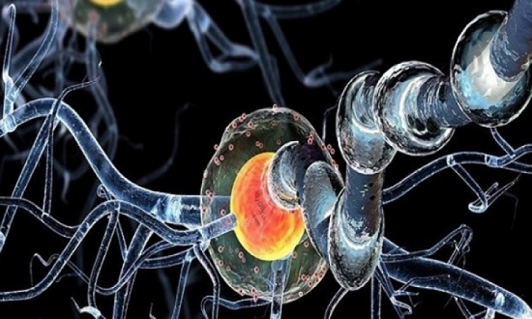 اكتشاف شبكات جينية فى الدماغ البشرى لها علاقة بالذكاء