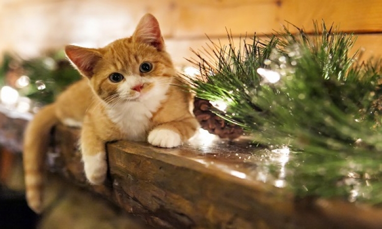 بالصور .. قطط تساعد فى تزيين شجرة الكريسماس