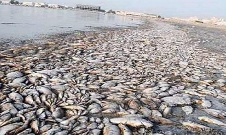 انتشال 46 طن أسماك نافقة بمياه النيل وتشكيل لجنة لمنع تسربها للأسواق