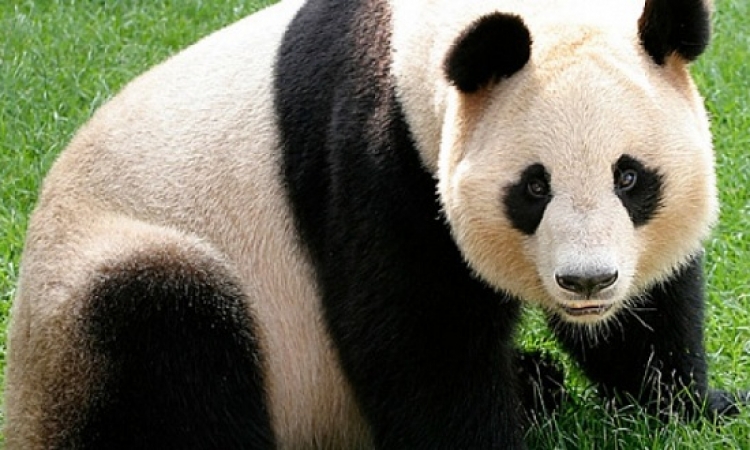 أول ظهور لدب الباندا “بى بى” فى الحدائق الأمريكية
