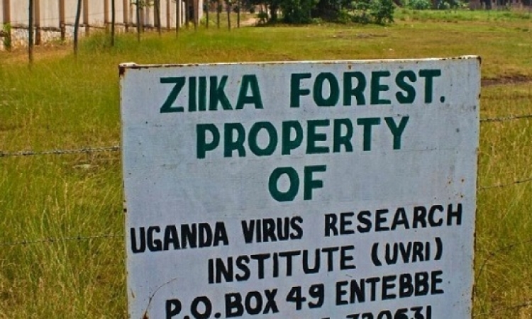 فيروس زيكا .. مصدره أوغندا وضحاياه بأمريكا اللاتينية