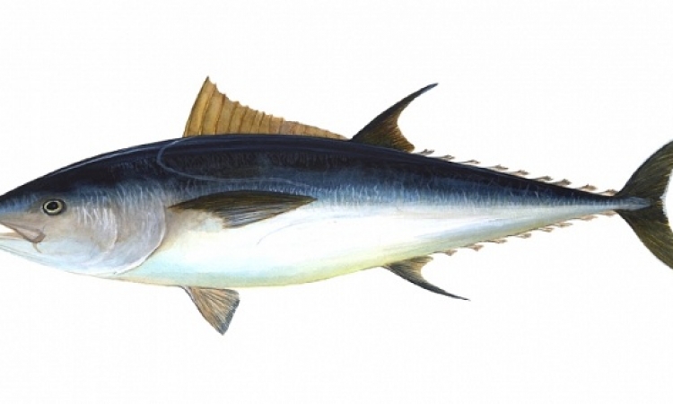 سمكة تونة عملاقة مهددة بالانقراض بـ117 ألف دولار