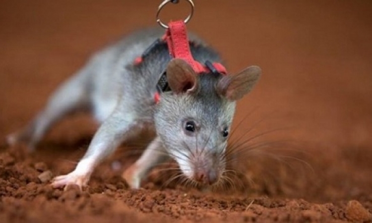 الفئران تساهم بالعمل ضد الإرهاب والجريمة!!