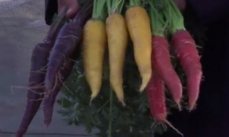 كويتى ينتج فواكه وخضراوات نادرة بألوان غريبة