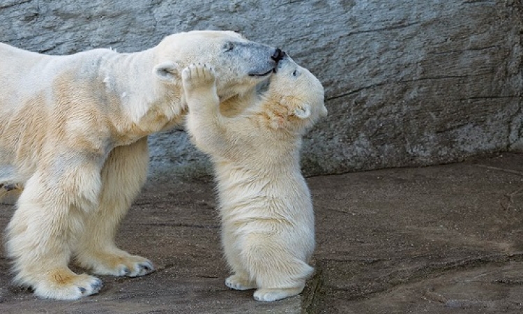 صور طريفة لصغار الدببة القطبية .. زى الأطفال بالضبط !!