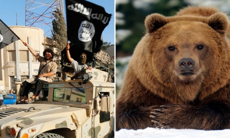 بالصور .. حكاية الدببة التى يحلق لها عناصر داعش ؟!