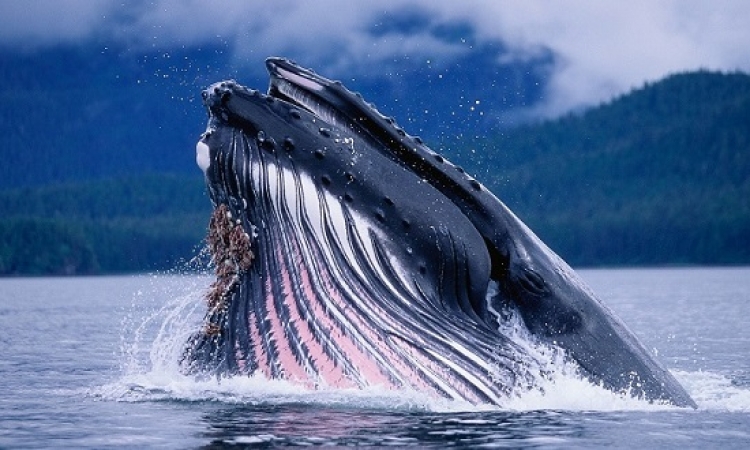 لعشاق الحيتان .. صور مذهلة لأكبر كائنات الأرض!!