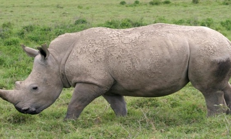 الصيد الغير مشروع يهدد بحياه وحيد القرن بجنوب افريقيا