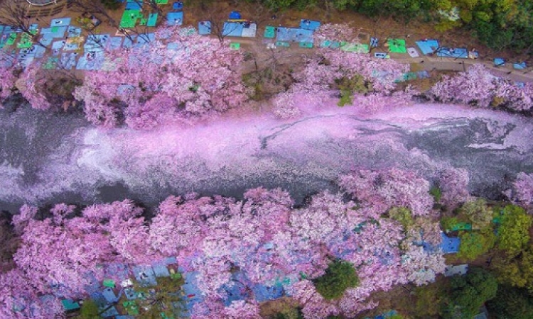 صور مذهلة لاشجار الكرز الرائعة فى اليابان فى بدايات الربيع ...