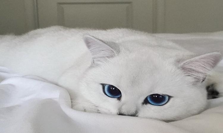 بالصور .. شاهد أجمل عيون قطة فى العالم .. ولا زرقاء اليمامة !!