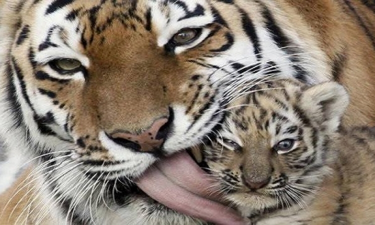 بالصور .. الأمومة فى عالم الحيوان