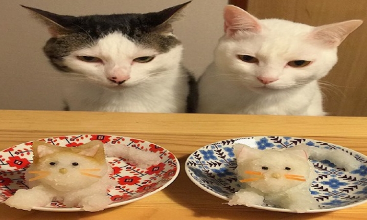 رد فعل القطط على أنواع الطعام : اكيلة ومزاجها عالى !!