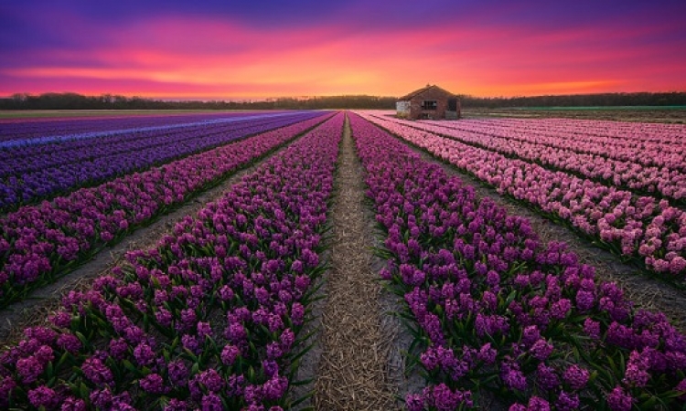هولندا المذهلة .. وجمال مبهر يفوق الخيال