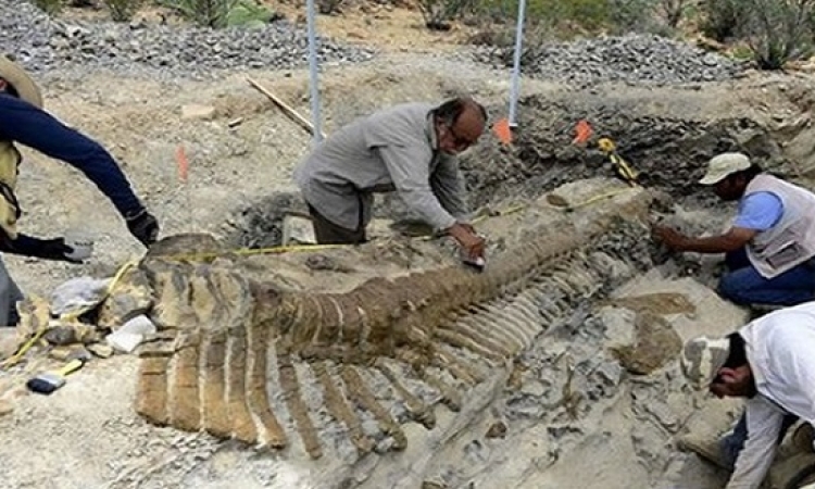 العثور على ديناصور يرجع إلى 90 مليون سنة بأوزبكستان