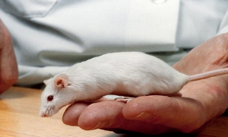 سلالة من الفئران تساعد على تطوير علاج لزيكا