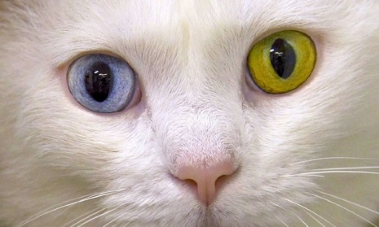 بالصور .. سنو وايت القطط .. عين خضرا والتانية زرقا !!