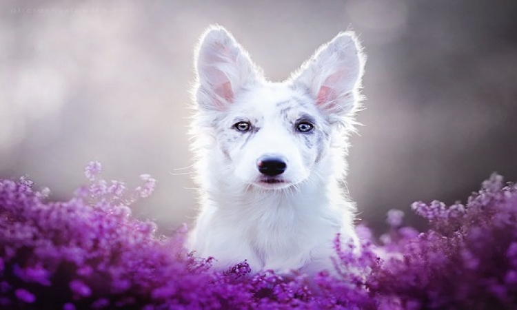 أروع صور لأجمل كلاب بعدسة بولندية .. فنانة مفيش كلام !!
