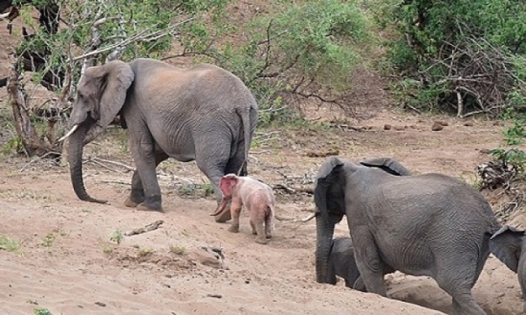 أنثى فيل تقتل طفلة بحجر فى حديقة حيوان الرباط !!
